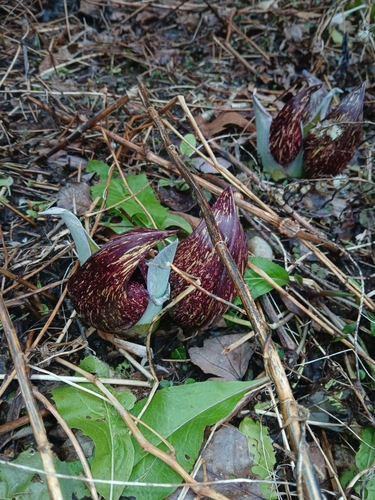 Eastern Skunk Cabbage