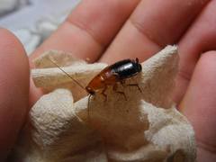 Parcoblatta desertae