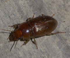 Harpalus gravis