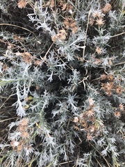 Senecio filaginoides