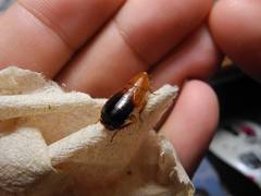 Parcoblatta desertae