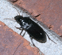 Harpalus caliginosus