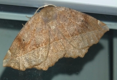 Eutrapela clemataria