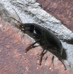 Harpalus caliginosus