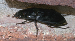 Harpalus caliginosus