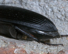 Harpalus caliginosus