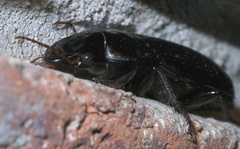 Harpalus caliginosus