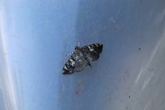 Pantographa