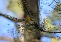 Peucedramus taeniatus