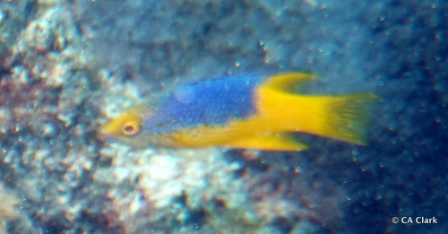 Spanish Hogfish