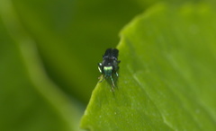 Agrilaxia flavimana
