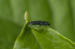 Agrilaxia flavimana