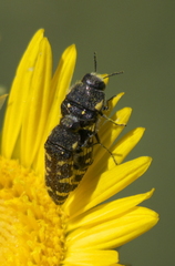 Acmaeodera macra