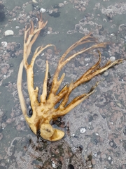 Lessonia trabeculata