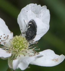 Acmaeodera ornata