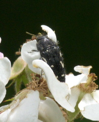 Acmaeodera ornata