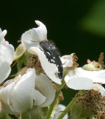 Acmaeodera ornata