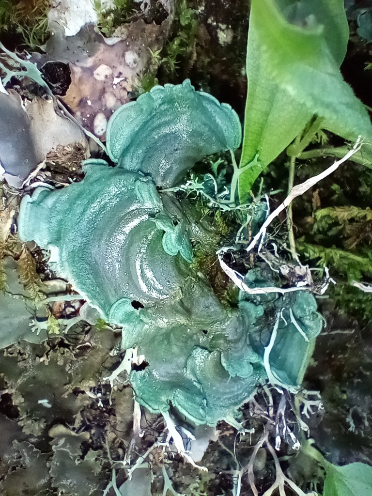 Cora glabrata · December 2025 · photo: © jugandoapokemon (iNaturalist, cc-by)