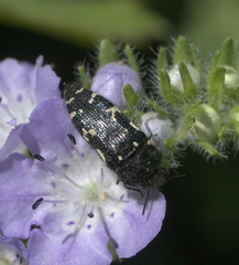 Acmaeodera ornata