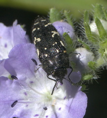 Acmaeodera ornata