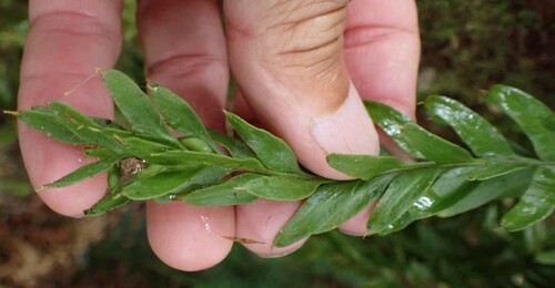 long forkfern (Tmesipteris obliqua)