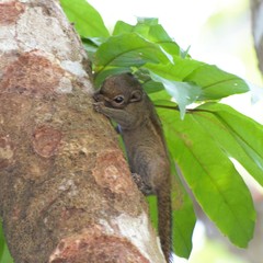 Tamiops maritimus