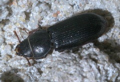 Tenebroides americanus