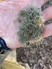Usnea mutabilis