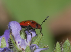 Pelonides quadrinotata