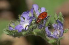 Pelonides quadrinotata