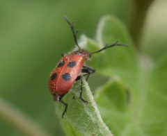 Pelonides quadrinotata