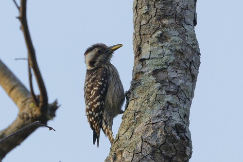 Gray-capped Pygmy Woodpecker