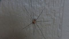 Phalangium