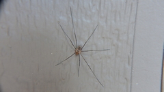 Phalangium