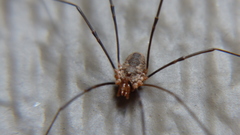 Phalangium