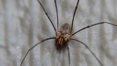 Phalangium