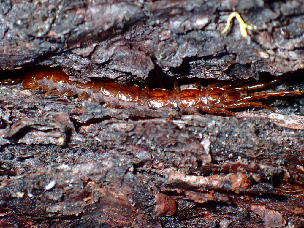 Lithobiidae from Pacific Crest Nat'l Scenic Trl, Seiad Valley, CA 96086 ...