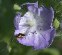 Attalus circumscriptus