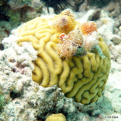 Pseudodiploria strigosa