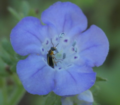 Attalus circumscriptus