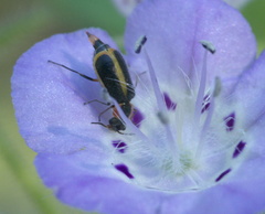 Attalus circumscriptus