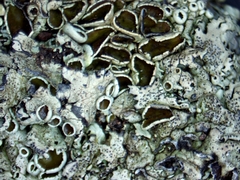 Xanthoparmelia viriduloumbrina