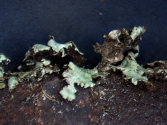 Xanthoparmelia viriduloumbrina