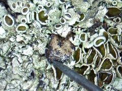 Xanthoparmelia viriduloumbrina