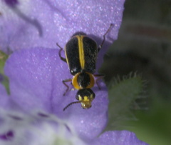 Attalus circumscriptus