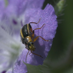 Attalus circumscriptus
