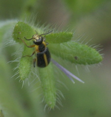 Attalus circumscriptus