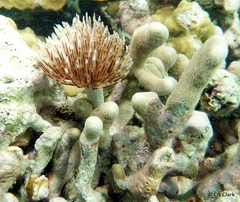 Porites porites