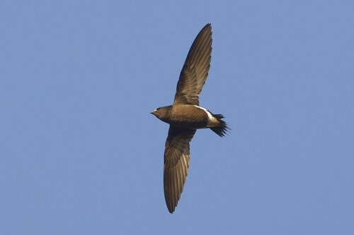 Brown-backed Needletail