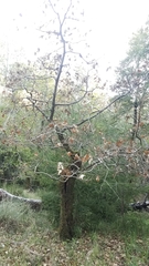 Phytophthora ramorum